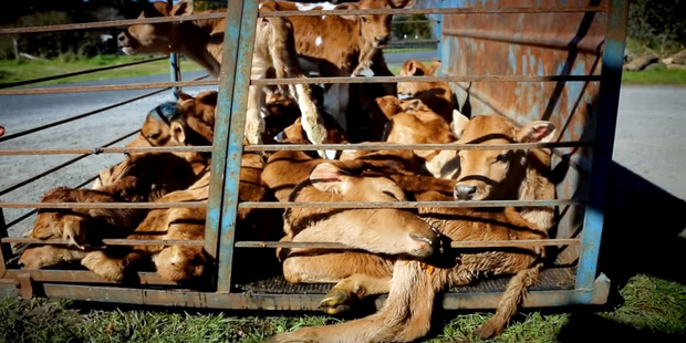 Federated Farmers and the MPI are working hard to ensure that bobby calves are treated humanely, and now another alleged offender is facing charges.