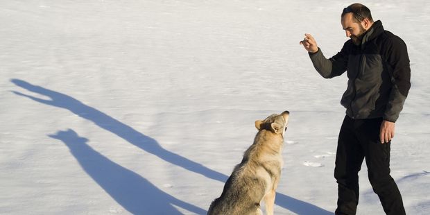 One tourist tried to beckon a wolf 'like it was a golden retriever', the thread said. File photo / 123RF