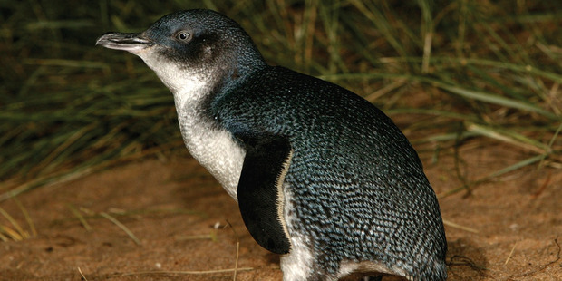 Researchers have revealed an Otago population of the world's smallest - and possibly cutest - penguin species actually hailed from across the Tasman. Photo / Supplied