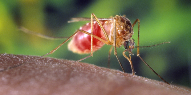 Zika is transmitted by mosquito. Photo / Supplied