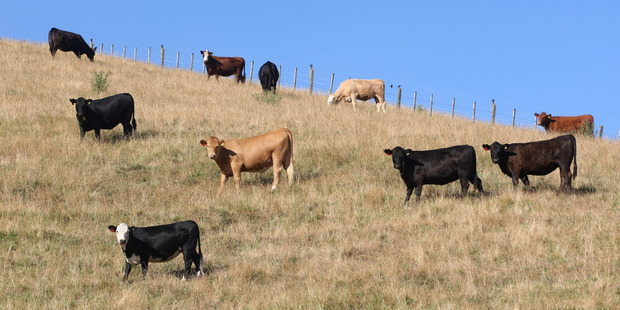 Farmers have breathed a sigh of relief that El Nino has so far spared the country the horror drought that was feared heading into summer. Photo / Duncan Brown