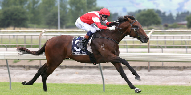 Mongolian Falcon wins easily at Matamata on Saturday. Photo / Trish Dunell