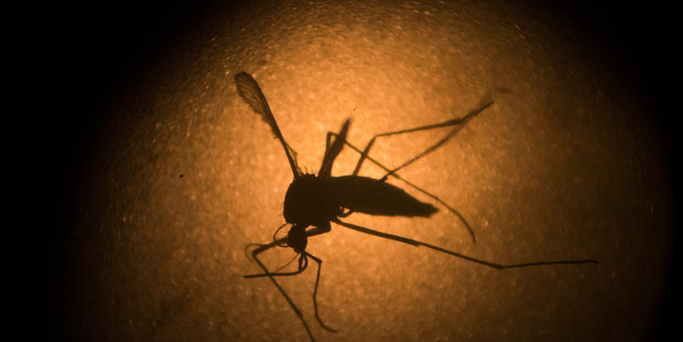 An Aedes aegypti mosquito is photographed through a microscope at the Fiocruz institute in Recife, Pernambuco state, Brazil. Photo / AP.