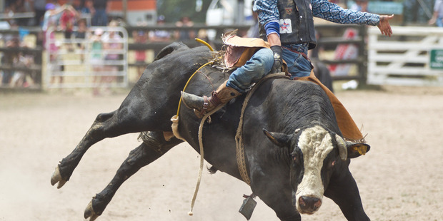 Animal rights activists will be making a stand against rodeos at this evening's Martinborough bull-riding event. PHOTO/FILE