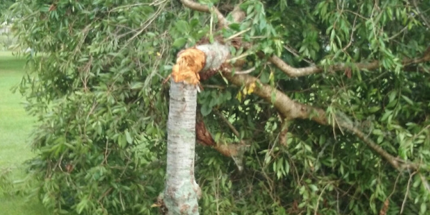 The cherry tree as it was found by Katikati Twilight Concert committee co-chairman Diana More on Saturday morning.