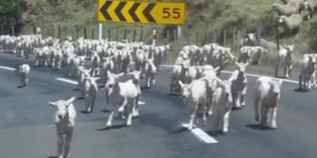 Emmeline Holly Allen described the encounter in the Waioeka Gorge as a "magic moment". Photo / Facebook