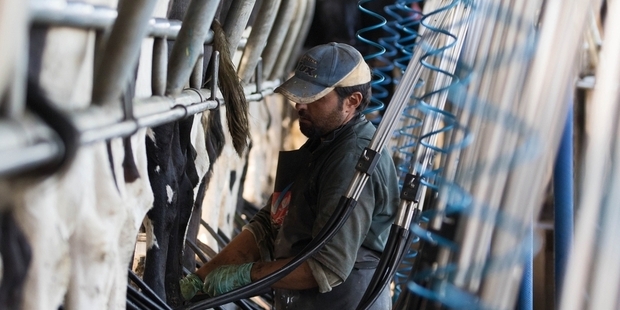 Market specialist OM Financial said in a commentary that a decline on the GDT price index of 5 to 10 per cent at tomorrow 's auction would not come as a surprise. Photo / Bloomberg