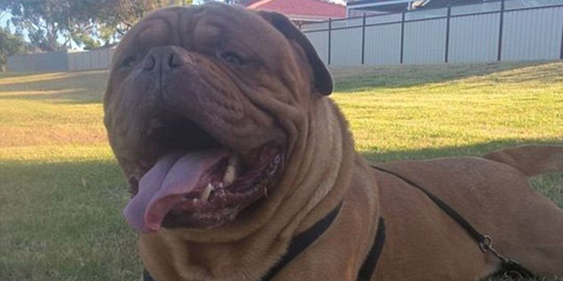Bulldog Nui was found dead after a flight from Western Australia to New Zealand. Photo / Facebook