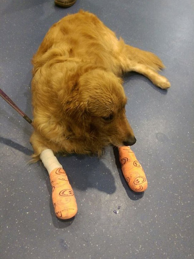 A Jetpets spokeswoman said the company takes pride in the service it provides. Photo / Facebook