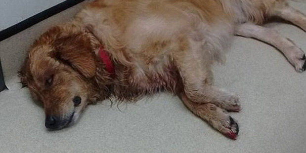 Golden retriever Calvin was found by his owners "stressed out and covered in blood". Photo / Facebook