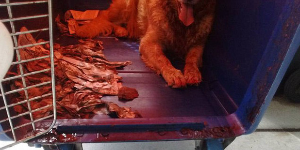 Calvin's owner said he cried his eyes out when he saw his dog's injuries at the airport. Photo / Facebook