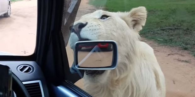 One lion attempted to take a bite out of the Golf's wing mirror. Photo / YouTube, Thaveshan Moodley