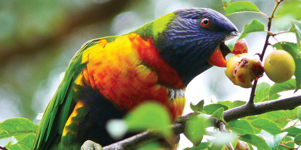 Rainbow lorikeet. Photo/Bay of Plenty Regional Council