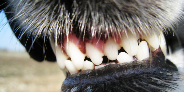 The woman was taken to Middlemore Hospital following the attack. Photo / Thinkstock