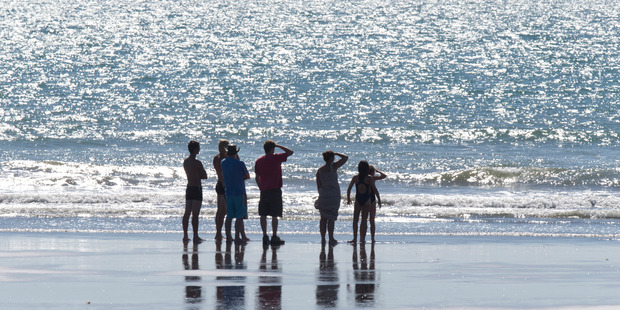Swimmers stay on the shore after five sharks were spotted. Photo / Mark Mitchell