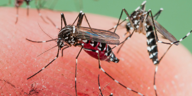 Mosquitoes are credited with causing more misery and loss to humanity than any other organism, apart from humans. Photo / Getty