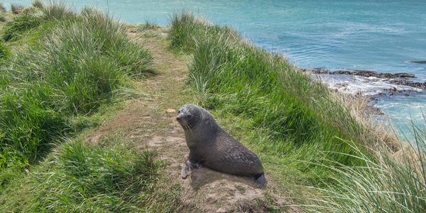 Fur seal at Natures Wonders. Photo / Supplied