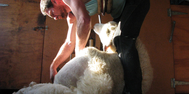 New Zealand wool prices are being underpinned by a smaller national clip as sheep numbers fall to the lowest levels in more than 70 years. Photo / NZME