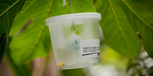 The Ministry for Primary Industries monitors for the presence of about 100 species of fruit fly using lure traps. Photo / Dean Purcell