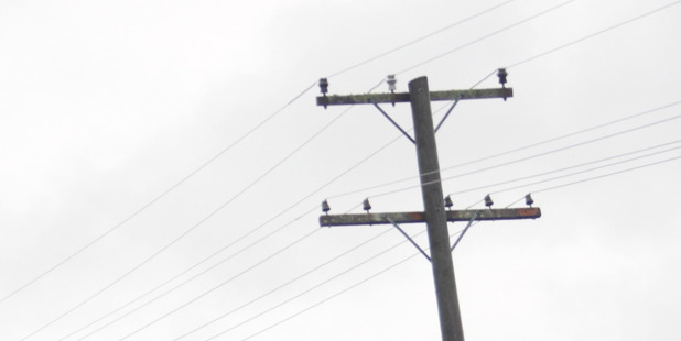A house being transported this morning in West Auckland became caught in power lines. Photo / Paul Taylor