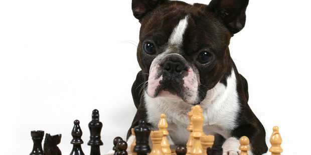 British scientists have discovered that animals which excelled at one task tended to do well in others. Photo / iStock