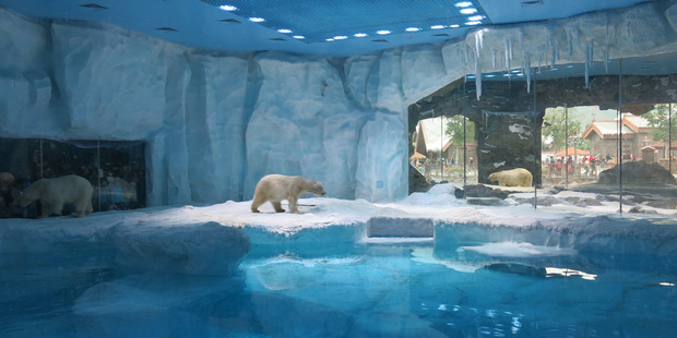 Polar bears paces back and forth in enclosures at Chimelong Ocean Kingdom in the southern Chinese city of Zhuhai. Photo / Simon Denyer, Washington Post