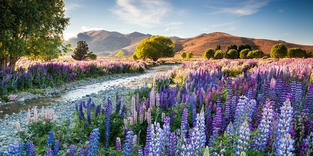 Richard Bloom's photograph of lupins won International Garden Photographer of the Year 2016. Photo / Richard Bloom