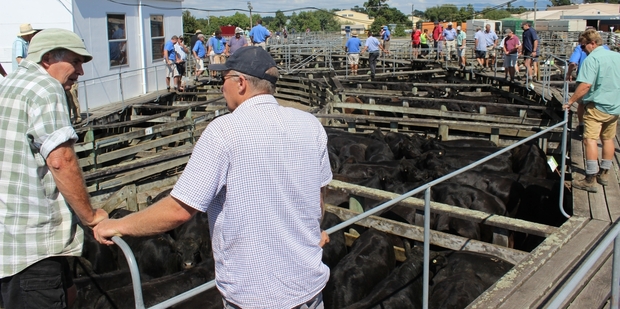 Buyers, vendors and agents check out the pens of top-quality cattle before last Thursday's major sale in Dannevirke.