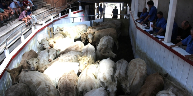 Eighteen-month Charolais cattle went under the hammer at a successful sale in Dannevirke last week.
