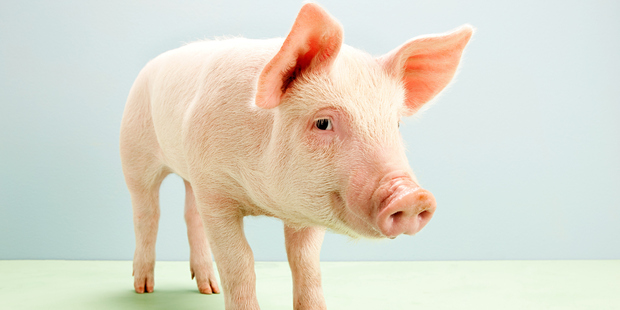 The whole notion of "humane" killing is based on the idea that as long as you take efforts to minimise an animal's suffering, it is okay to take its life. Photo / Getty