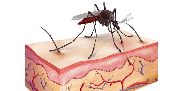 Researchers studied the differences in attraction of skin odours to mosquitoes. Photo / BSIP/UIG via Getty