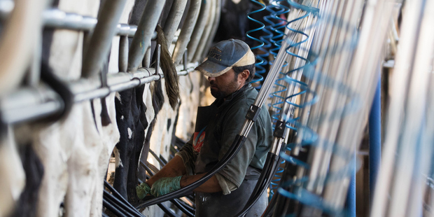 A farmer monitors operations as dairy cows are milked. Weak dairy prices have been blamed for recent poor economic performance. Photo / Getty Images