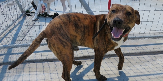 Harry is an energetic dog who loves people and gets on well with other dogs.