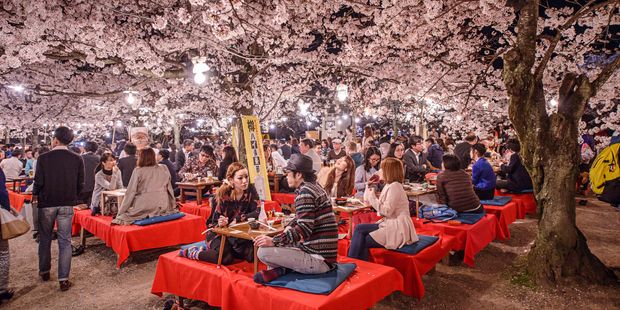 People enjoy the spring season by partaking in night-time Hanami festivals. Photo / 123RF