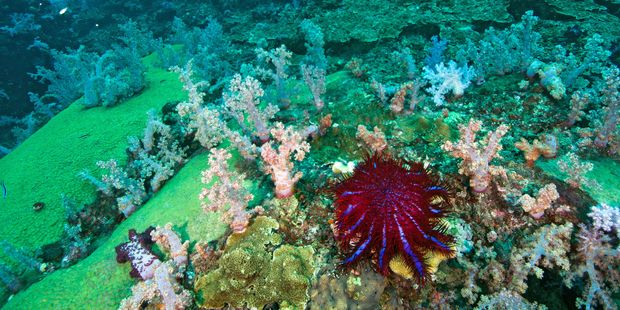 The hunt is on for the crown of thorns starfish. Photo / 123RF