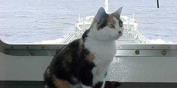 A photo of Colin's at sea, sent by staff on the tanker. Photo / Supplied