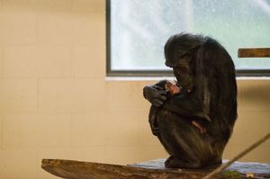 Mother Sanda with the chimpanzee troops newest addition. Photo / Tara Sutherland