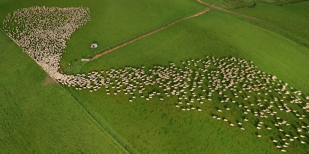 VIRAL: A still from photographer Tim Whittaker's video of Hawke's Bay sheep, receiving international attention online. PHOTO/ SUPPLIED