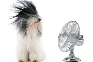 Looking for a fan this summer? Unfortunately you're out of luck.