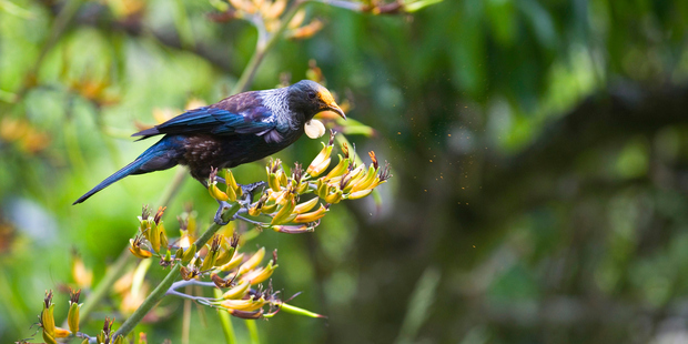 According to new research, a trend is emerging in the capital where wildlife (A Tui is pictured) is being used to make property listings more attractive. Photo / Getty Images