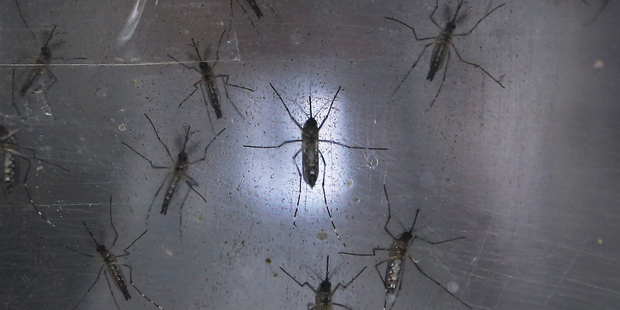 The two woman caught the mosquito-borne virus after visiting Samoa. Photo / Getty Images
