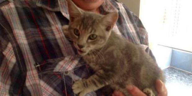 The kitten which survived in a car engine for four hours. Photo/Supplied