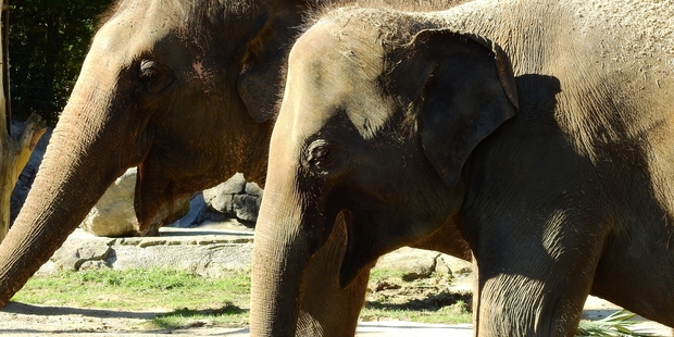 NEW COMPANION: Elephants Burma and Anjalee at Auckland Zoo .PHOTO/SUPPLIED