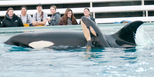 SeaWorld reported its first-quarter 2016 attendance and revenue was "soft" and reported larger-than-expected losses, its shares fell by more than 10 percent. Photo / Getty Images