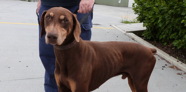 Max is an eight year old doberman looking for a home.