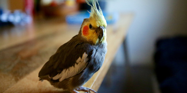 Freddy after the attack, without tail or wing feathers. Photo / Supplied