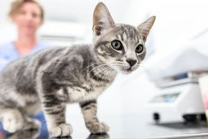 Lucky the kitten had quite the trip after stowing away under the bonnet of a car.