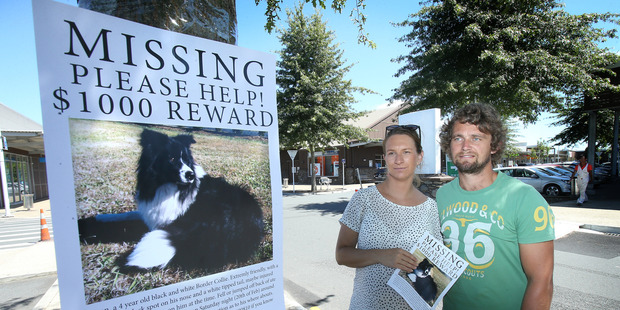 Wendy and Alex Keir are looking for Winston their dog who has been lost since Saturday. Photo/John Borren