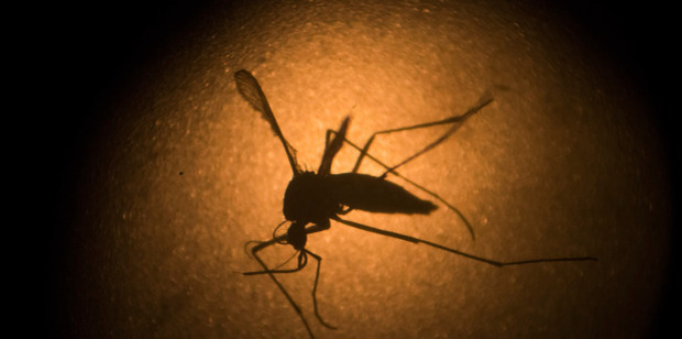 An Aedes aegypti mosquito is photographed through a microscope at the Fiocruz institute in Recife, Pernambuco state, Brazil. Photo / AP.