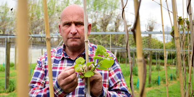 John Cameron Kiwifruit Claim Committee Chairman